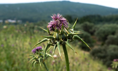 Научно доказани ползи от белия трън