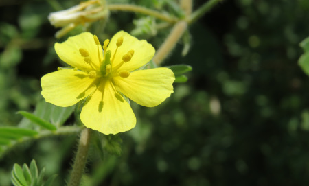 Помага ли наистина Трибулус Терестрис (Бабини зъби)?