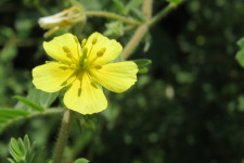 Помага ли наистина Трибулус Терестрис (Бабини зъби)?