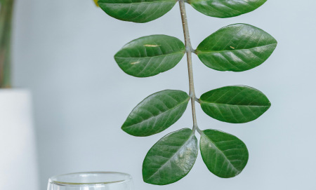 Ползите от зелен чай и матча за метаболизма