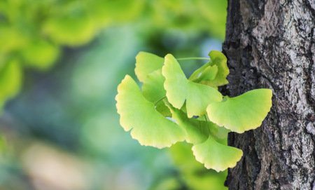 За какво помага Гинко билоба? 12 ползи за здравето