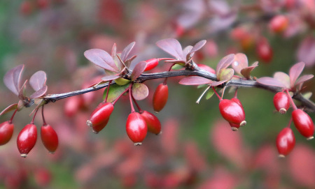 Берберин - мощна добавка с множество ползи