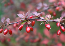 Берберин - мощна добавка с множество ползи