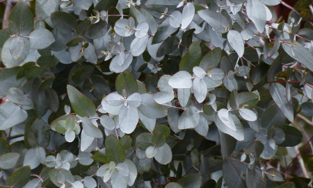 Полезно ли е евкалиптовото масло?