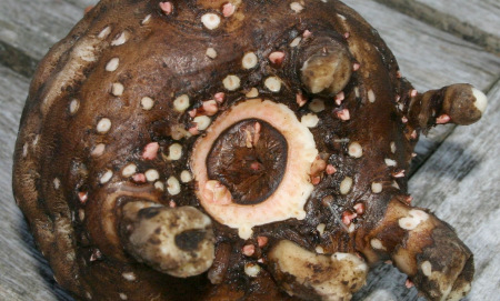 Глюкоманан: топ 4 ползи за здравето и употреби